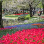 閉園が続く昭和記念公園のチューリップが美しい