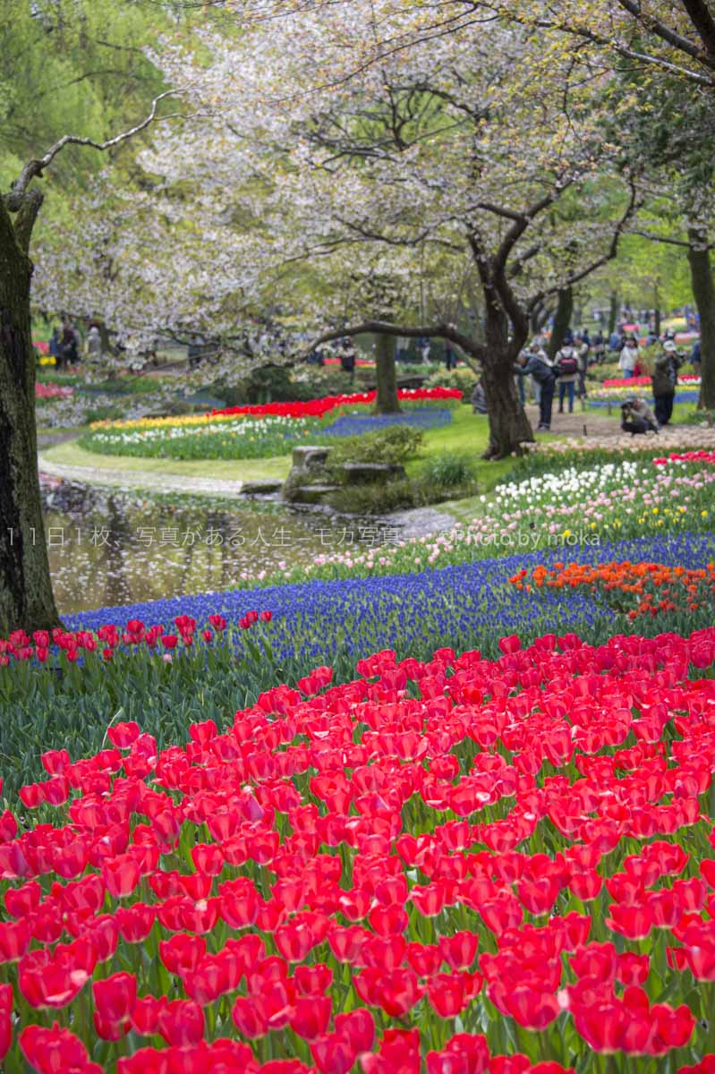 閉園が続く昭和記念公園のチューリップが美しい