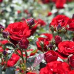 【外出自粛】家で春の花を写真で楽しもう!!