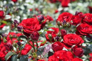 【外出自粛】家で春の花を写真で楽しもう！！