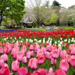 「昭和記念公園のチューリップ」、今年は過去写真で楽しむ