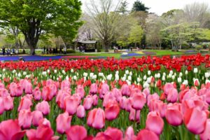 「昭和記念公園のチューリップ」、今年は過去写真で楽しむ