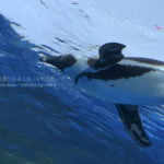 【水族館撮影】ペンギンに・・・会いたい。