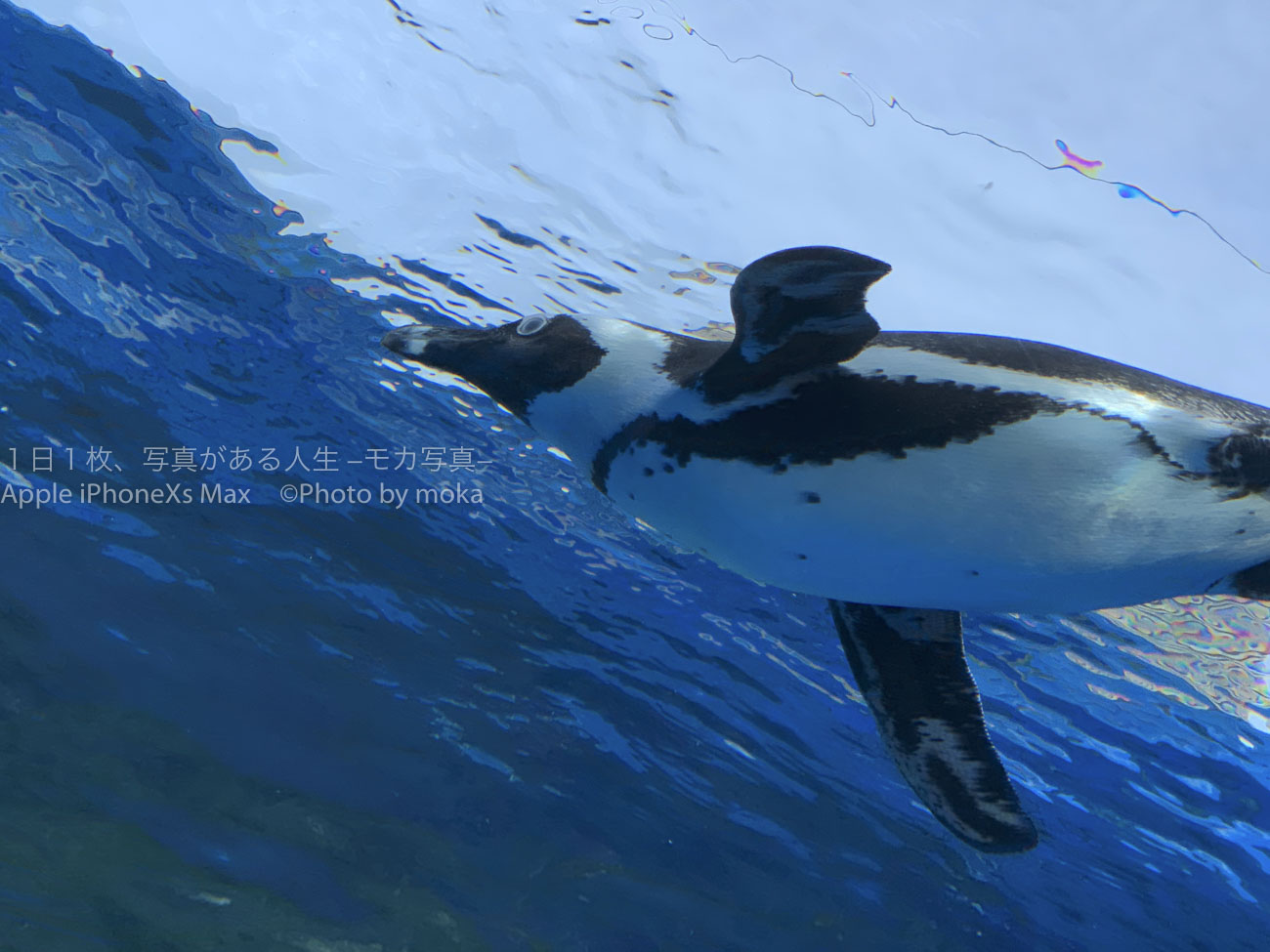【水族館撮影】ペンギンに・・・会いたい。