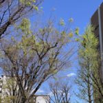 カメラを持って家の近所で空を見上げて見た