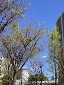カメラを持って家の近所で空を見上げて見た
