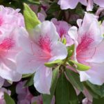 いつもの買い物帰りに、春の花を撮ろう