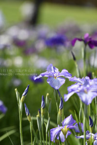 紫陽花に負けない美しさの花菖蒲