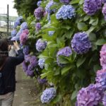 紫陽花を楽しもう