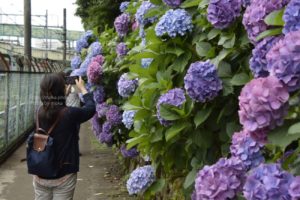 紫陽花を楽しもう