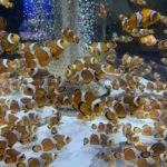 【水族館写真】ニモとドリーがいっぱい！！