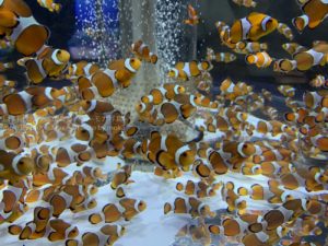 【水族館写真】ニモとドリーがいっぱい!!