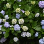 梅雨入りを前に紫陽花が見たい!