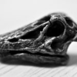 【家で撮る写真】恐竜の化石を発見!!