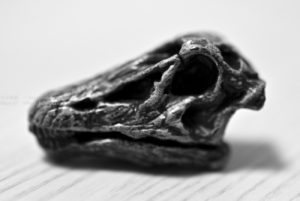 【家で撮る写真】恐竜の化石を発見!!