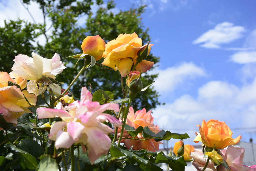 近所の公園で春薔薇を堪能