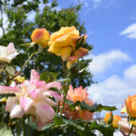 近所の公園で春薔薇を堪能