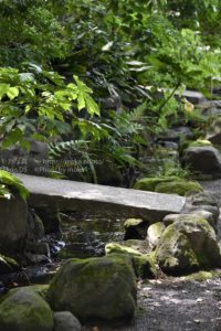 梅雨の季節の光と陰と。