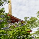 あじさいの花と五重塔