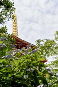 あじさいの花と五重塔
