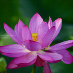 大輪の花「古代蓮」を撮ろう!!