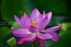 大輪の花「古代蓮」を撮ろう！！