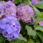 紫陽花を「ふんわりイメージ」で撮ろう