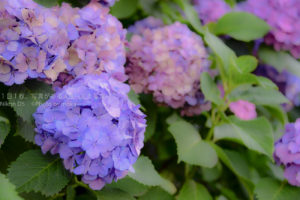 紫陽花を「ふんわりイメージ」で撮ろう