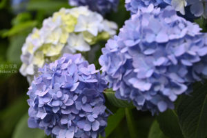 梅雨入りしても写真を楽しみたい!!