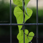 葉っぱ３兄弟！？