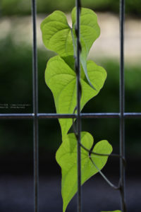 葉っぱ３兄弟！？