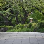 強い日差しを下げて「公園散歩」