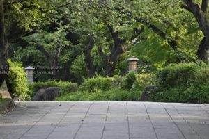 強い日差しを下げて「公園散歩」