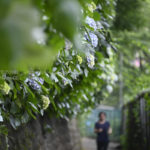 紫陽花を眺めながらのジョギングコース