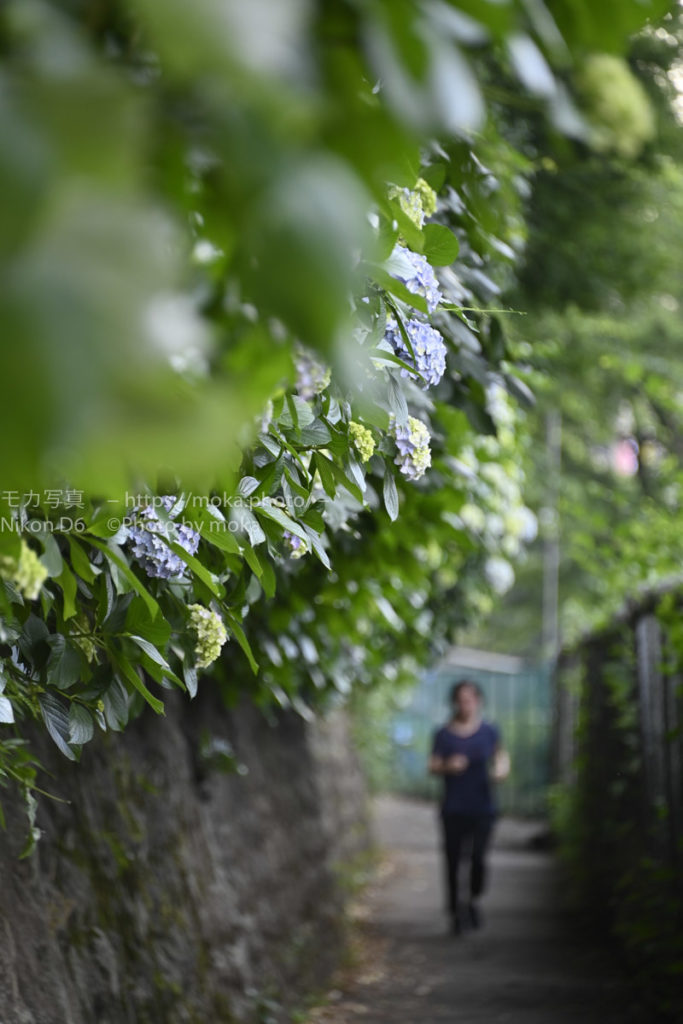 紫陽花を眺めながらのジョギングコース