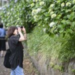 飛鳥山公園の紫陽花を写真に撮ろう