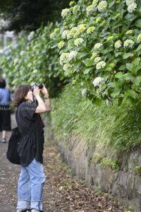 飛鳥山公園の紫陽花を写真に撮ろう