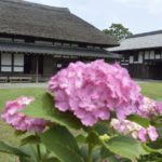 日本家屋とあじさいの花