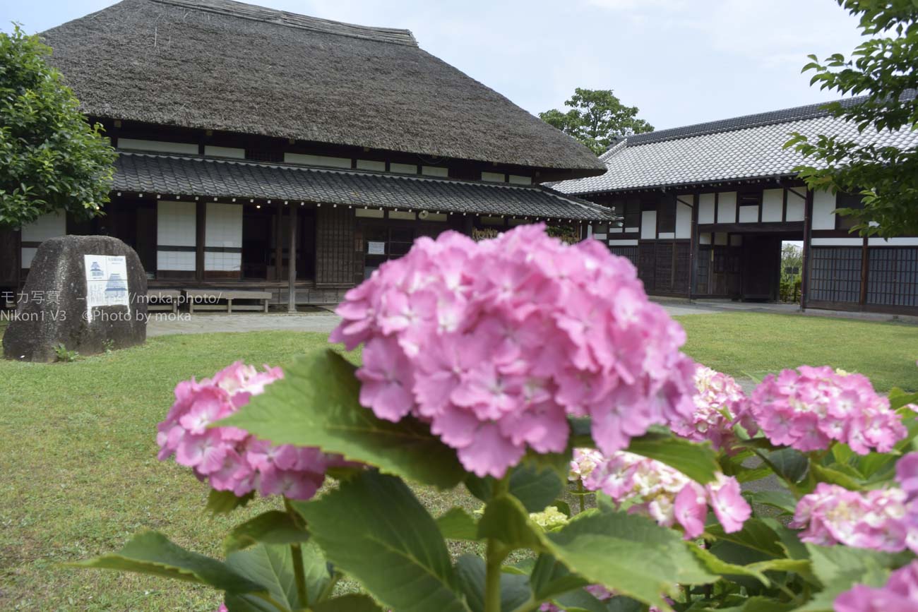 日本家屋とあじさいの花