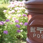 いろいろな紫陽花を撮ろう