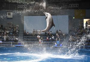 【コロナに負けるな】アクアパーク品川のイルカショー