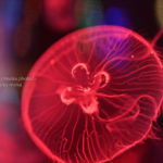 真っ赤なクラゲ