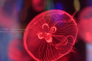 真っ赤なクラゲ