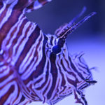 自然が作り出したカサゴの模様は芸術品