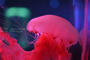【コロナに負けるな】水族館でクラゲを撮ろう!