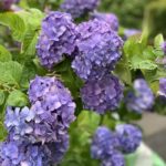 しっとりアジサイをiPhoneで撮ろう