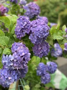 しっとりアジサイをiPhoneで撮ろう