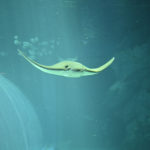 【水族館写真】空飛ぶエイ!!