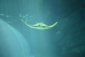 【水族館写真】空飛ぶエイ!!