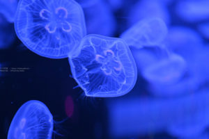 【癒やしの空間】ミズクラゲを見てリラックス